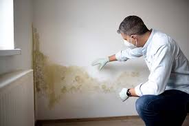 Best Basement Mold Removal  in Fosston, MN